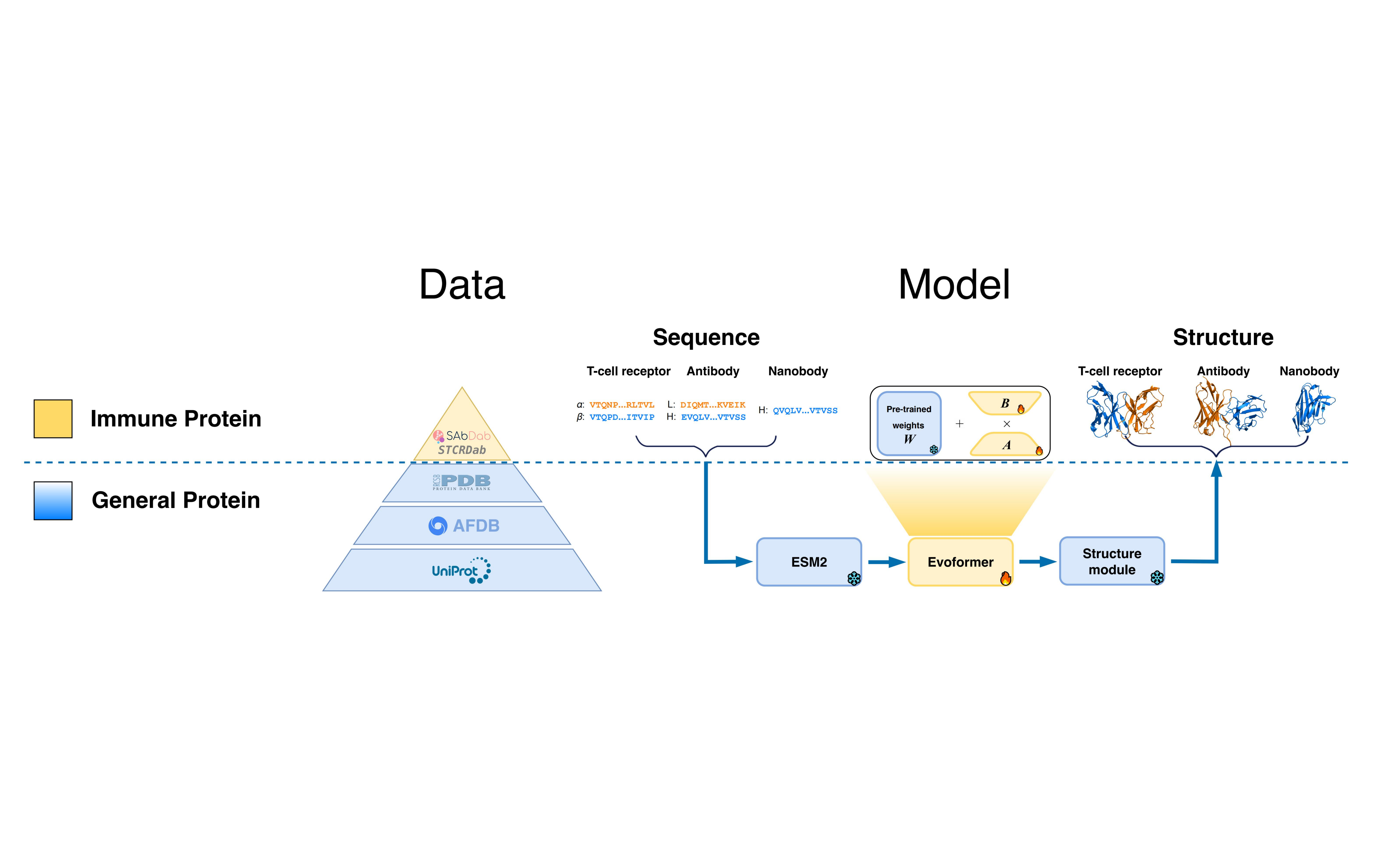 Accurate structure prediction of immune proteins using parameter-efficient transfer learning